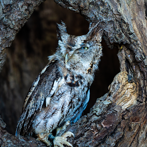 Eastern Screech Owl