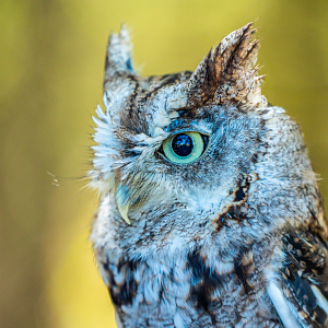 Eastern Screech Owl portrait
