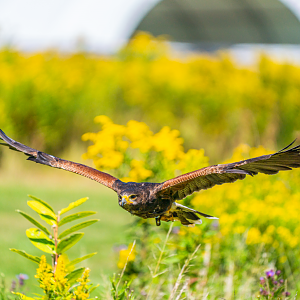 Harris's Hawk
