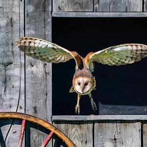 American Barn Owl