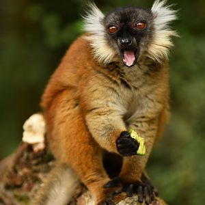 Black lemur (Eulemur macaco)