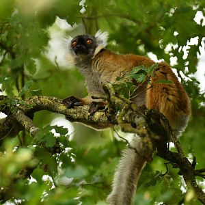 Black lemur (Eulemur macaco)