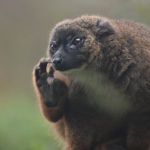 Red-bellied lemur (Eulemur rubriventer)