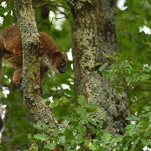 Red-bellied lemur (Eulemur rubriventer)