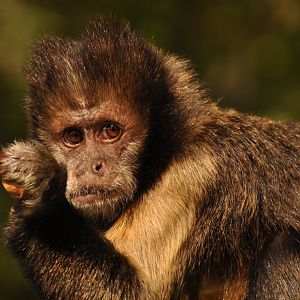 Yellow-breasted capuchin (Sapajus xanthosternos)