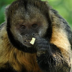 Yellow-breasted capuchin (Sapajus xanthosternos)
