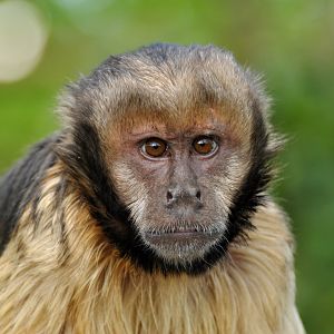 Yellow-breasted capuchin (Sapajus xanthosternos)