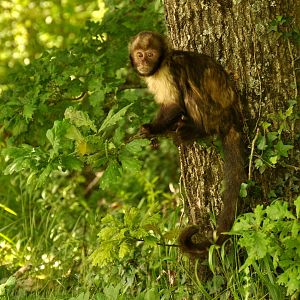 Yellow-breasted capuchin (Sapajus xanthosternos)