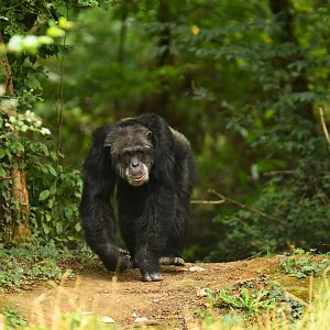 Western chimpanzee (Pan troglodytes verus)