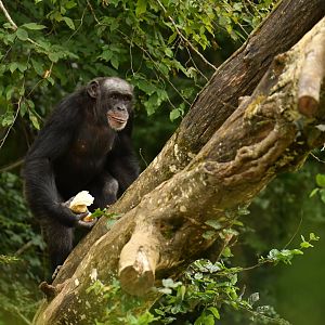 Western chimpanzee (Pan troglodytes verus)