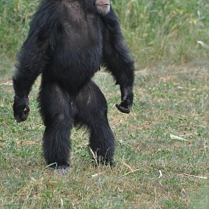 Western chimpanzee (Pan troglodytes verus)
