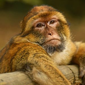 Barbary macaque (Macaca sylvanus)