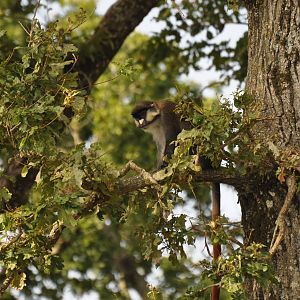 Schmidt’s red-tailed monkey (Cercopithecus ascanius schmidti)