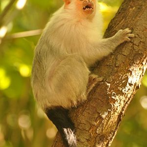 Silvery marmoset (Callithrix argentata)