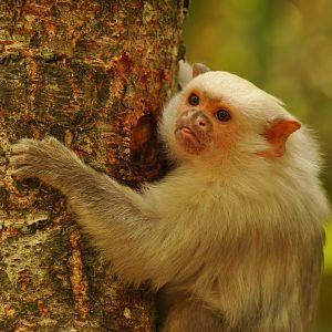 Silvery marmoset (Callithrix argentata)