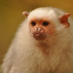 Silvery marmoset (Callithrix argentata)