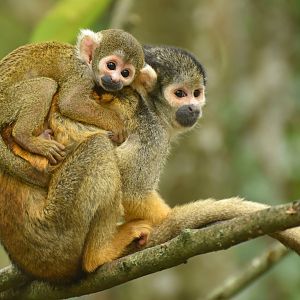 Peruvian squirrel monkey
