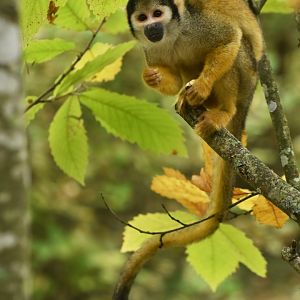 Peruvian squirrel monkey