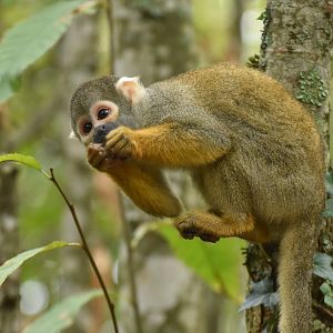 Peruvian squirrel monkey
