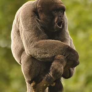 Woolly monkey (Lagothrix lagotricha)