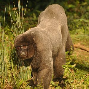 Woolly monkey (Lagothrix lagotricha)