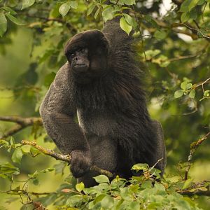 Woolly monkey (Lagothrix lagotricha)