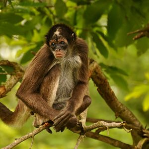Colombian brown spider monkey (Ateles hybridus)