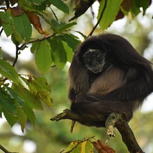 Colombian brown spider monkey (Ateles hybridus)