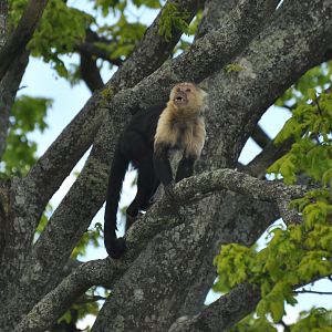 White-faced capuchin (Cebus capucinus)