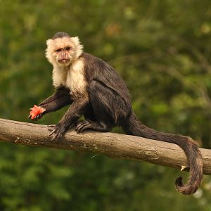 White-faced capuchin (Cebus capucinus)