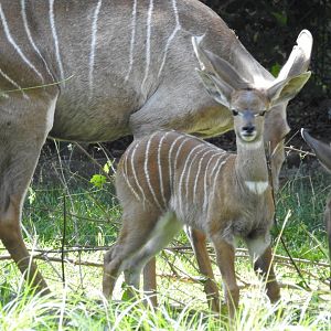 Lesser kudu