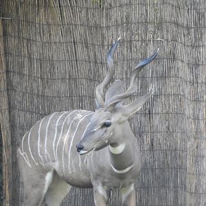 Lesser kudu