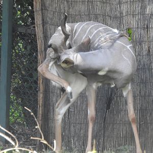 Lesser kudu