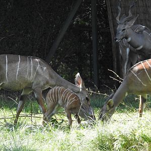 Lesser kudu