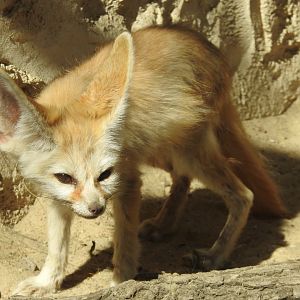 Fennec