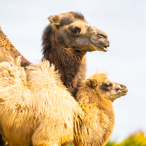 Bactrian Camels mom (Suria) and daughter (Zuri)