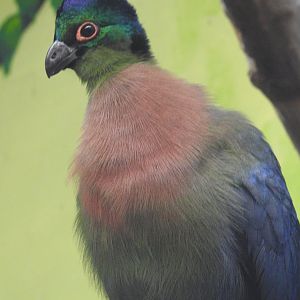 Purple-crested turaco