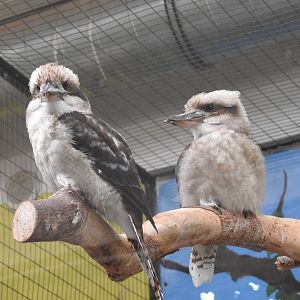 Laughing Kookaburra