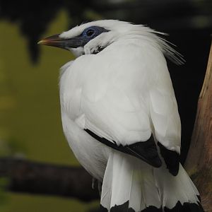Bali myna
