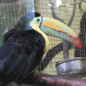 Rainbow-billed toucan