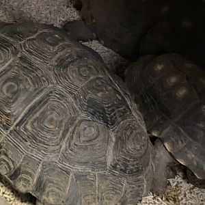 Unknown tortoise (the one in the front)