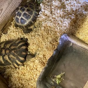 Unknown tortoises
