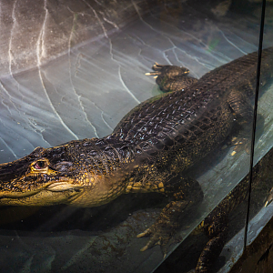 American Alligator