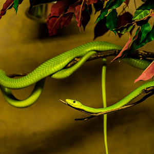 Green Mamba