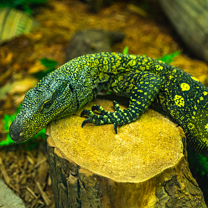 Bindi the Crocodile Monitor