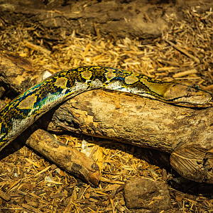 Reticulated Python