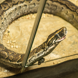 Rock Python
