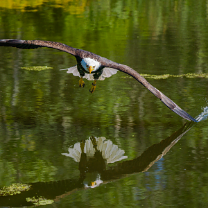 Bald Eagle