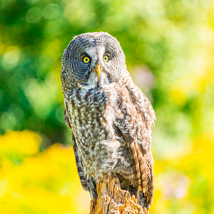 Great Gray Owl