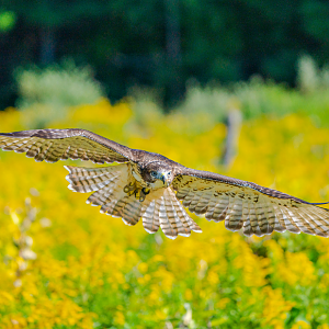 Red-tailed Hawk